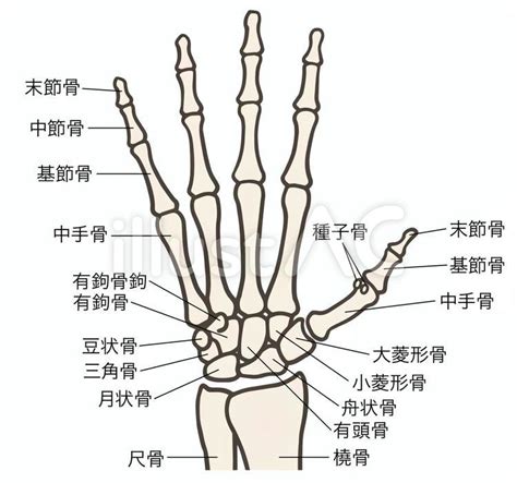 手 骨|手根骨や手指の解剖や筋肉をイラストで徹底解説！覚。